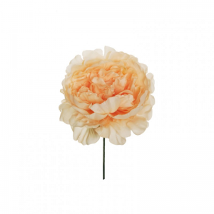 PEONIA TESTA D14 H18 cm PE -salmon *