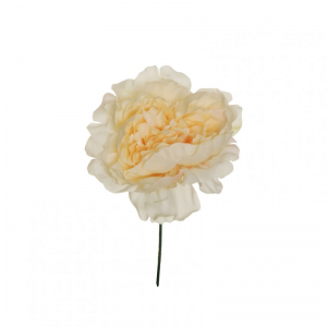 PEONIA TESTA D14 H18 cm PE -ivory *