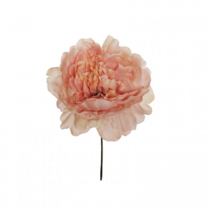 PEONIA TESTA D14 H18 NETTO/outlet