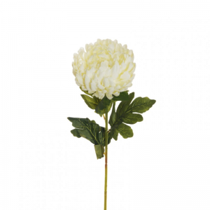 CRISANTEMO H76 CR * - white