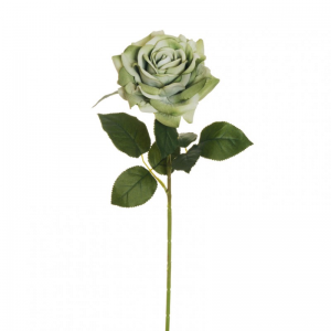 ROSA REGINA VELVET H74 RO-antique green*