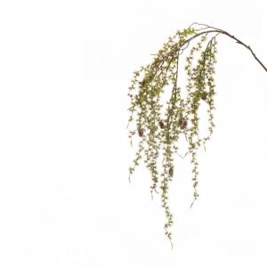 RAMO PINO LARIX frost/glitt.H142 PI-gree