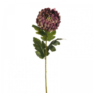 CRISANTEMO H76 CR- purple  *