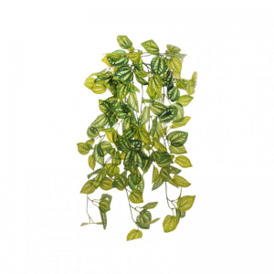FITTONIA CADENTE X14 H65 BU whitegreen*