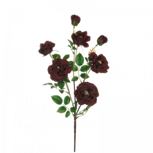 ROSA DOGWOOD 75 cm RO -burgundy *