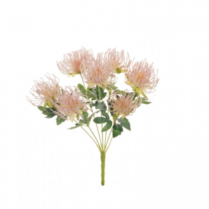 CORDIFOLIUM BUSH X7 43cm CO -light now *