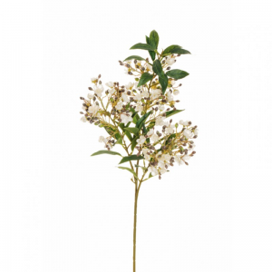 FIORE DI CERA X3 H87 FC - cream purple*