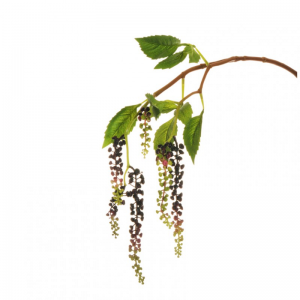BACCHE FITOLACCA X2 H85cm BA -burgundy *