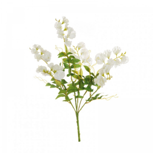 PISELLO ODOROSO BUSH X6 H55 PI - white*