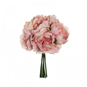 PEONIA BUSH X6 H29 PE - ltmv*