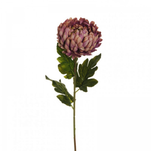 CRISANTEMO H76 CR- antique pink  *