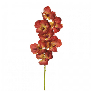 ORCHID VANDA X7 H78 - brown red *