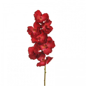 ORCHIDEA VANDA X7 H78 OR - burgundy *