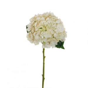 ORTENSIA Juliet H50 OR - cream *