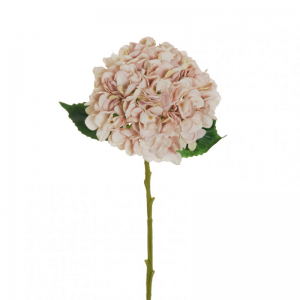 ORTENSIA Juliet H50 OR-cream ant.pink*