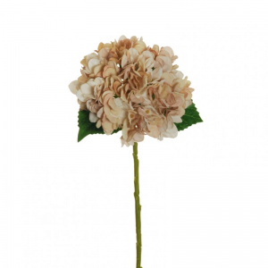 ORTENSIA H50cm OR-light brown cream*