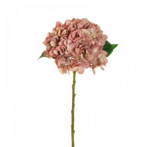 ORTENSIA Juliet H50 OR - cream mauve*
