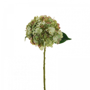 ORTENSIA Juliet H50 OR - green purple*
