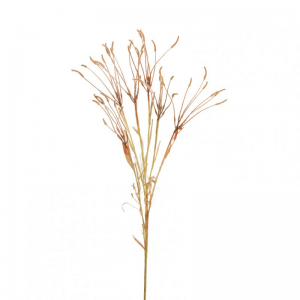 ARISTIDA RAMO H95 AU - brown orange*