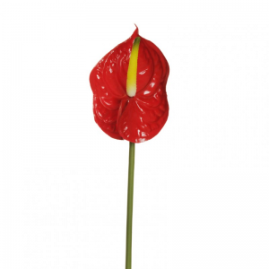 ANTHURIUM H69 AN - red *