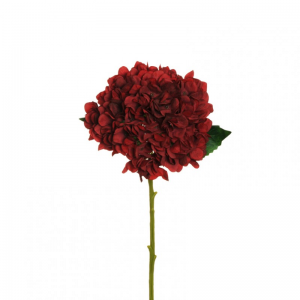 ORTENSIA Juliet H50 OR - red *