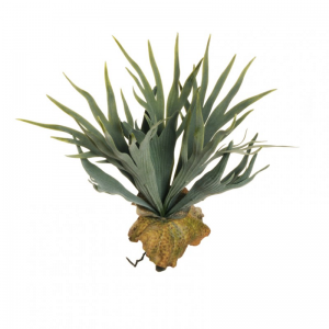 CORNA D'ALCE BUSH X10 H33cm BU -green*