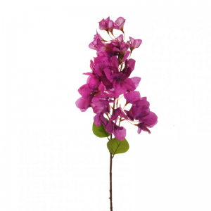 BOUGAINVILLEA RAMO H80cm BO - purple*