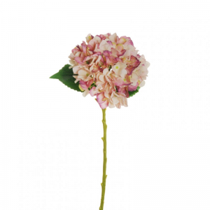 ORTENSIA Juliet H50 OR - purple pink *