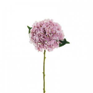 ORTENSIA Juliet H50 OR - lilac *
