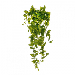 POTHOS CADENTE H100 BU green *
