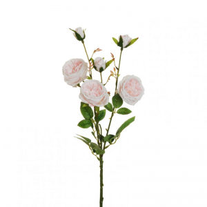 ROSA austin X3 H67 RO-light pink *
