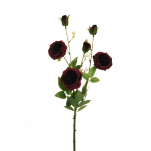 ROSA austin X3 H67 RO-durk purple *