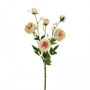 ROSA austin X3 H67 RO-light peach *