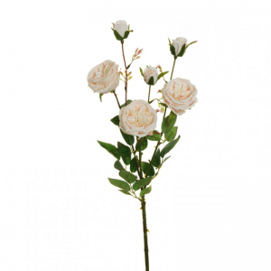 ROSA austin X3 H67 RO - salmon *