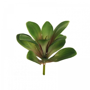 COTYLEDON plastica D18 H26 PG-greenpink*