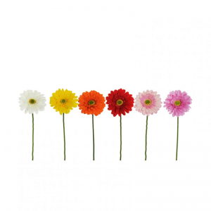 GERBERA D11,5 H61 GE - 6ASS. *