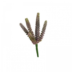 SUCCULENT X6 H26 PG - purple *