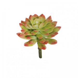 ECHEVERIA D10 H13,5 PG- red green*