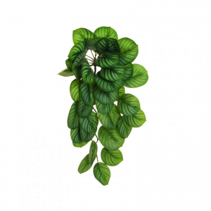 CALATHEA BUSH CADENTE X36 CM70 CD-green*