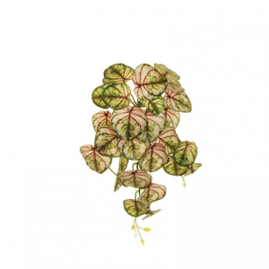 CALADIUM BUSH CADENTE X29CM46 CD-g/pk*