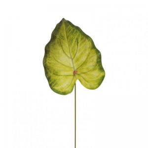 FOGLIA SYNGONIUM H57 FO - light green *