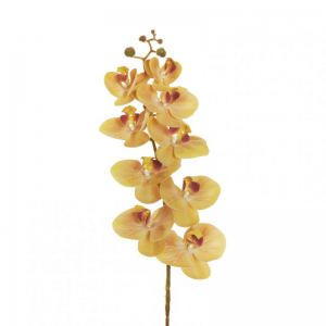 ORCHIDEA PHALAENOPSIS OR H96 - light b*