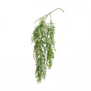 ASPLENIUM CADENTE X3 H110 CD- green *