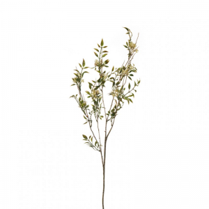 MAZZO RUSCUS X3 H87 RU - cream/green *