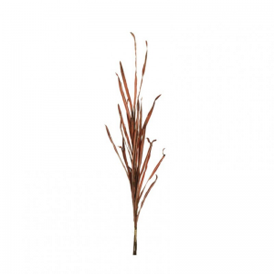ERBA AUTUNNALE X4 H98 AU - amaranto*