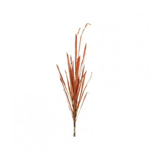 ERBA AUTUNNALE X4 H98 AU - orange*