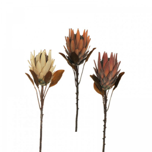 KING PROTEA H72 AU - autumn *