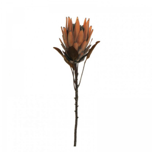KING PROTEA H72 AU - mauve orange *