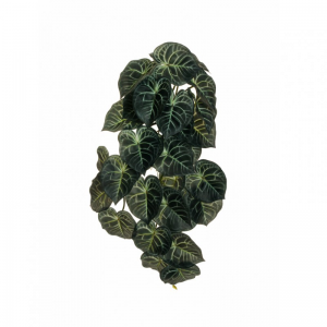 ANTHURIUM BUSH CADENTE X33CM53 CD-green*