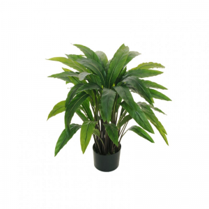 PIANTA CALATHEA H75cm PN - green *